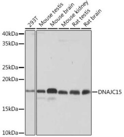 DNAJC15 Rabbit anti-Human, Mouse, Rat, Clone: 7D7X7, Novus Biologicals
