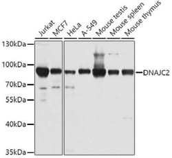 DNAJC2 Antibody - BSA Free, Novus Biologicals 0.02 mL, Unconjugated:Antibodies,