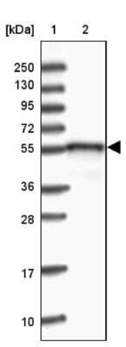 DNAJC3 Antibody, Novus Biologicals:Antibodies:Primary Antibodies