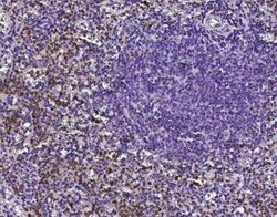 DNAJC30 Antibody, Novus Biologicals 50 &mu;g; Unconjugated:Antibodies,