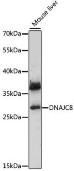 DNAJC8 Antibody - Azide and BSA Free, Novus Biologicals:Antibodies:Primary
