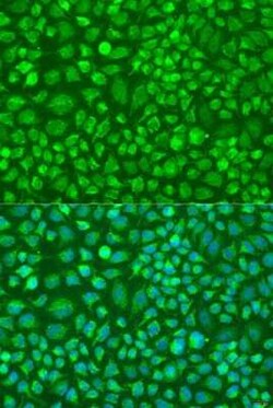 DNAL1 Antibody - BSA Free, Novus Biologicals:Antibodies:Primary Antibodies