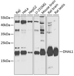 DNAL1 Antibody - BSA Free, Novus Biologicals:Antibodies:Primary Antibodies