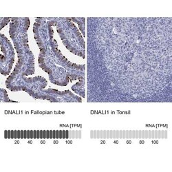DNALI1 Rabbit anti-Human, Polyclonal, Novus Biologicals 25 &mu;g; Unconjugated:Antibodies,