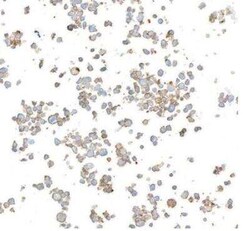 DNAM-1/CD226 Antibody (BLR063G), Novus Biologicals 100 &mu;g, Unconjugated:Antibodies,