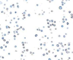 DNAM-1/CD226 Antibody (BLR063G), Novus Biologicals 100 &mu;g, Unconjugated:Antibodies,