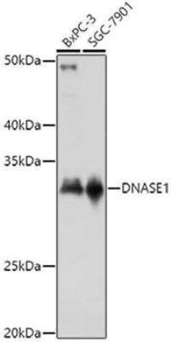 DNASE1 Antibody - Azide and BSA Free, Novus Biologicals 0.1 mL, Unconjugated:Antibodies,
