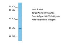 DNASE1L3 Rabbit anti-Human, Polyclonal, Novus Biologicals 0.1ml; Unconjugated:Antibodies,