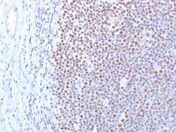 DNMT1 Mouse anti-Human, Clone: DNMT1/2061, Novus Biologicals 20 &mu;g | Buy Online | Novus Biologicals | Fisher Scientific