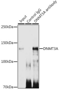 DNMT3A Rabbit anti-Human, Mouse, Rat, Clone: 7L9O3, Novus Biologicals 20 &mu;g | Buy Online | Novus Biologicals | Fisher Scientific