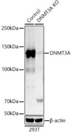 DNMT3A Rabbit anti-Human, Mouse, Rat, Clone: 7L9O3, Novus Biologicals 20 &mu;g | Buy Online | Novus Biologicals | Fisher Scientific