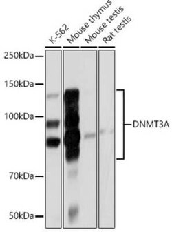 DNMT3A Rabbit anti-Human, Mouse, Rat, Clone: 7L9O3, Novus Biologicals 20 &mu;g | Buy Online | Novus Biologicals | Fisher Scientific