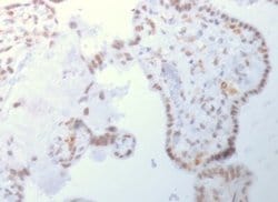 DNMT3A Antibody (PCRP-DNMT3A-1E2) - Azide and BSA Free, Novus Biologicals