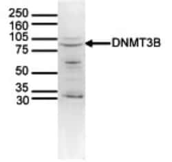 DNMT3B Rabbit anti-Human, Mouse, Polyclonal, Novus Biologicals:Antibodies:Primary