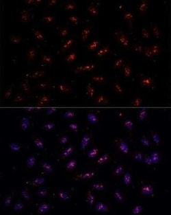 DNTTIP2 Antibody - Azide and BSA Free, Novus Biologicals:Antibodies:Primary