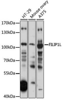 DOC1 Antibody - Azide and BSA Free, Novus Biologicals 0.02 mL, Unconjugated:Anticorps,