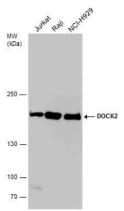 DOCK2 Antibody, Novus Biologicals 100 &mu;g | Buy Online | Novus Biologicals | Fisher Scientific