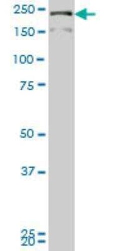 DOCK4 Antibody (1B3), Novus Biologicals 0.1 mg | Buy Online | Novus Biologicals | Fisher Scientific