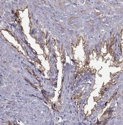 DOG1/TMEM16A Antibody, Novus Biologicals:Antibodies:Primary Antibodies
