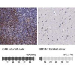 DOK3 Antibody, Novus Biologicals:Antibodies:Primary Antibodies