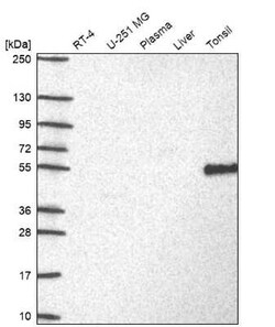 DOK3 Antibody, Novus Biologicals:Antibodies:Primary Antibodies