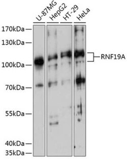 DORFIN Antibody - Azide and BSA Free, Novus Biologicals 0.1 mL, Unconjugated:Antibodies,