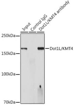 DOT1L Rabbit anti-Human, Mouse, Clone: 7A10H9, Novus Biologicals 20 &mu;g;