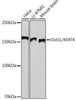 DOT1L Rabbit anti-Human, Mouse, Clone: 7A10H9, Novus Biologicals 20 &mu;g;