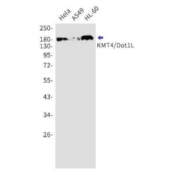 DOT1L Rabbit anti-Human, Mouse, Rat, Clone: S01-7F6, Novus Biologicals 100 &mu;g | Buy Online | Novus Biologicals | Fisher Scientific