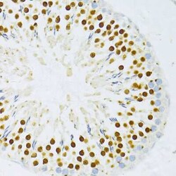 DP1 Antibody - BSA Free, Novus Biologicals 0.1 mL | Buy Online | Novus Biologicals | Fisher Scientific