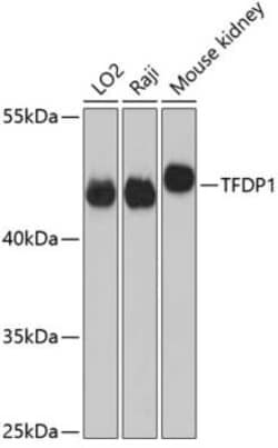 DP1 Antibody - Azide and BSA Free, Novus Biologicals:Antibodies:Primary