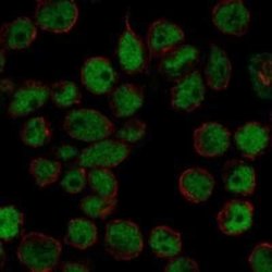 DP2 Rabbit anti-Human, Polyclonal, Novus Biologicals:Antibodies:Primary