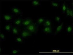 DPF2 Antibody (2F6), Novus Biologicals 0.1 mg | Buy Online | Novus Biologicals | Fisher Scientific