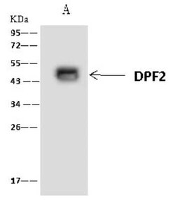 DPF2 Antibody, Novus Biologicals:Antibodies:Primary Antibodies