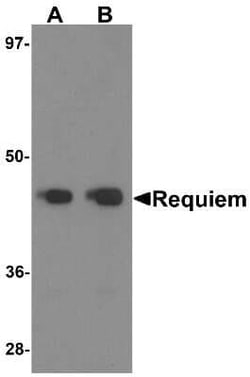 DPF2 Antibody - BSA Free, Novus Biologicals 0.1 mg; Unconjugated:Antibodies,