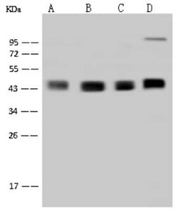 DPF2 Antibody, Novus Biologicals:Antibodies:Primary Antibodies