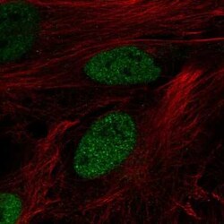 DPF3 Antibody, Novus Biologicals:Antibodies:Primary Antibodies