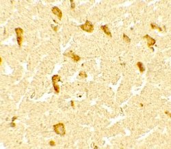 DPF3 Antibody - BSA Free, Novus Biologicals 0.1 mg; Unconjugated:Antibodies,