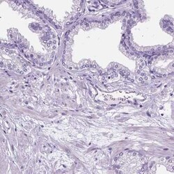 DPF3 Antibody, Novus Biologicals:Antibodies:Primary Antibodies