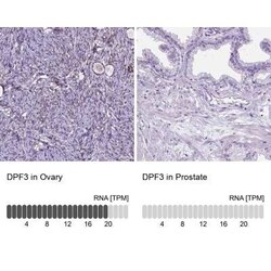 DPF3 Antibody, Novus Biologicals:Antibodies:Primary Antibodies