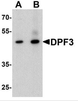 DPF3 Antibody - BSA Free, Novus Biologicals 0.1 mg; Unconjugated:Antibodies,