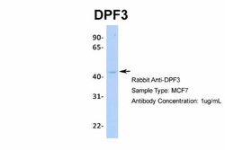 DPF3 Antibody, Novus Biologicals 100 &mu;L | Buy Online | Novus Biologicals | Fisher Scientific