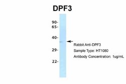 DPF3 Antibody, Novus Biologicals 100 &mu;L | Buy Online | Novus Biologicals | Fisher Scientific