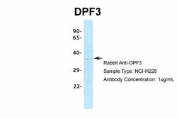 DPF3 Antibody, Novus Biologicals 100 &mu;L | Buy Online | Novus Biologicals | Fisher Scientific