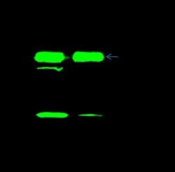 DPH4 Antibody, Novus Biologicals:Antibodies:Primary Antibodies