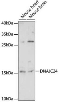 DPH4 Antibody - Azide and BSA Free, Novus Biologicals:Antibodies:Primary