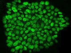 DPPA2 Antibody, Novus Biologicals 100 &mu;g, Unconjugated:Antibodies, Polyclonal