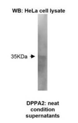 DPPA2 Antibody (Z31P3C4 F11) - BSA Free, Novus Biologicals:Antibodies:Primary