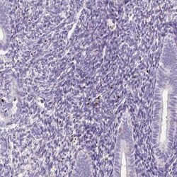 DPPA4 Antibody, Novus Biologicals 25 &mu;L, Unconjugated:Antibodies, Polyclonal