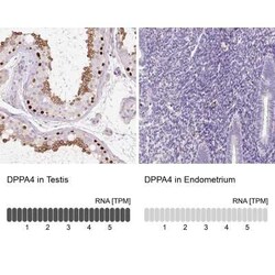 DPPA4 Antibody, Novus Biologicals 25 &mu;L, Unconjugated:Antibodies, Polyclonal